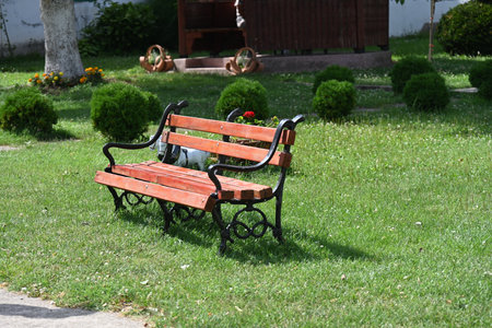 Bench in the park on a background of green grass and trees.の写真素材