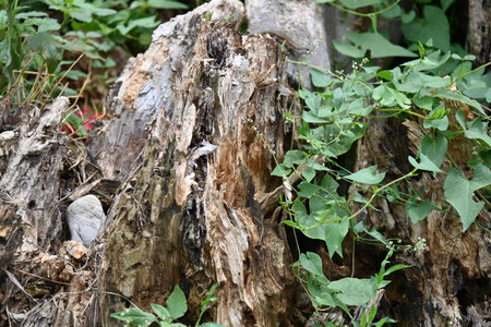 Old tree stump with green leaves in the garden. Natural background.の写真素材