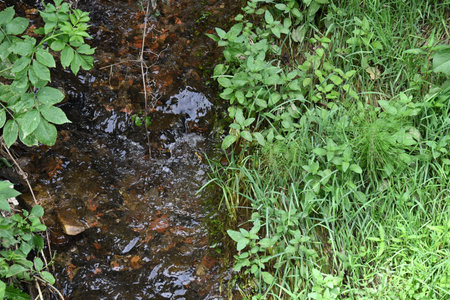 Small stream in the forest. Water stream in the forest. Nature backgroundの写真素材