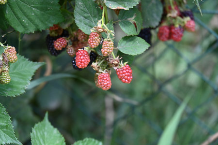 Ripe blackberries on a branch in the garden close-upの写真素材