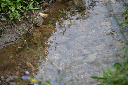 Water flowing in a small stream with grass and flowers in the backgroundの写真素材