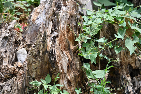 Birds nest on a tree trunk in the forest, Thailand.の写真素材