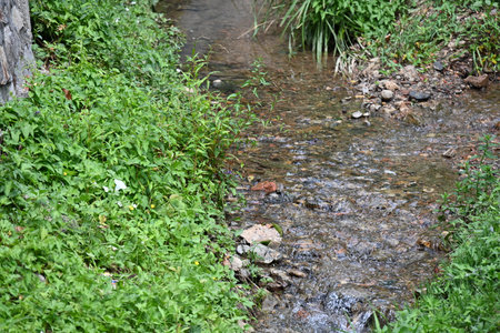 Stream in the forest. Spring landscape with a small creek and vegetation.の写真素材