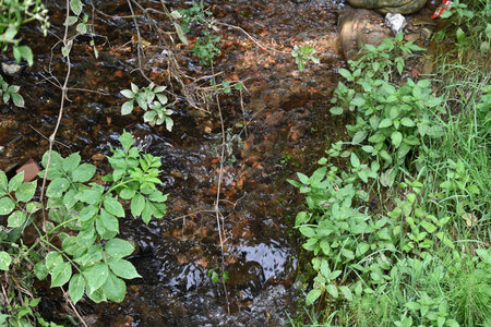 Small stream flows through the green vegetation in the park. Natural background.の写真素材