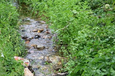Small stream in the forest. The concept of environmental protection and ecology.の写真素材