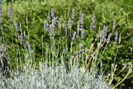 Lavender flowers in the garden. Lavandula officinalisの写真素材