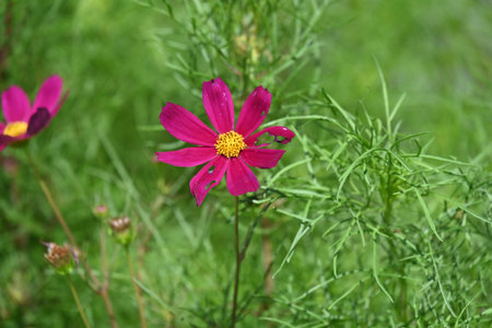 Cosmos flowers blooming in the garden. Beautiful cosmos flowers.の写真素材