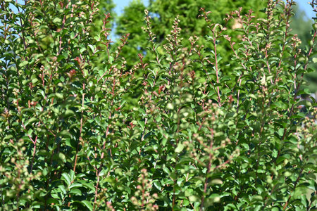 Bush with green leaves in the garden, close-up of photoの写真素材