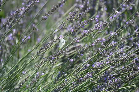 Lavender flowers and butterfly in the lavender field, close upの写真素材