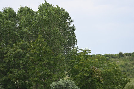 summer landscape of green trees in the forest on a cloudy dayの写真素材