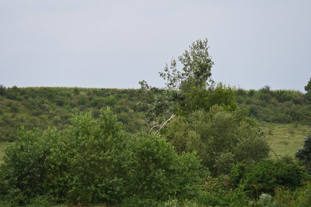 summer landscape with trees on the hillside and green meadowsの写真素材