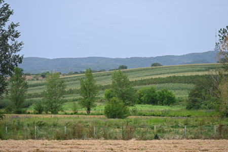 Typical rural landscape in the plains of Transylvania, Romania. Green landscape in the midsummer, in a sunny dayの写真素材