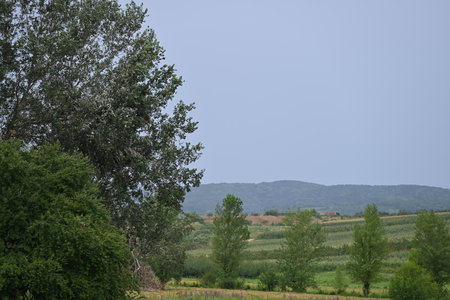 Rural landscape with fields, trees and mountains on the horizon.の写真素材