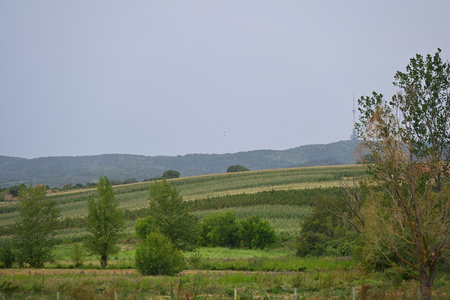 Typical rural landscape and peasant houses in Istria, Croatia.の写真素材