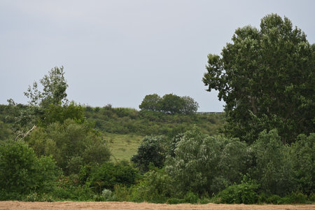 summer landscape with green meadows and trees on a cloudy dayの写真素材