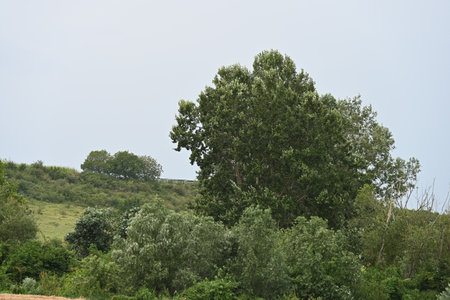 summer landscape of green trees on the hillside and blue skyの写真素材