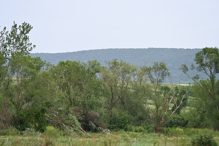 Summer landscape with trees on the hillside and green grass under blue skyの写真素材