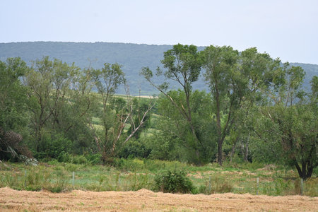 Rural landscape with field, trees and blue sky in the backgroundの写真素材