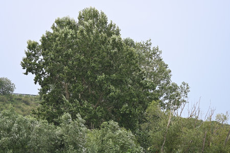 green trees on a hillside in the summer, nature series.の写真素材