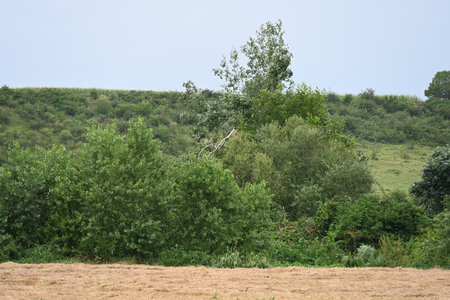 summer landscape with a field of grass and trees on a sunny dayの写真素材