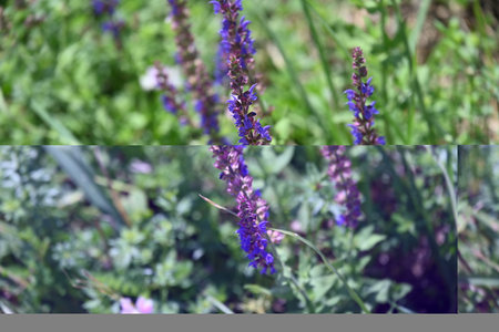 Salvia officinalis, commonly known as salvia officinalisの写真素材
