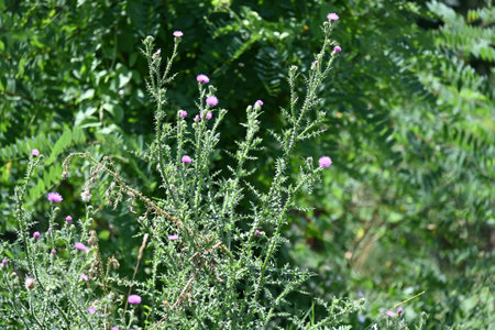 Flowering Thistle (Cirsium vulgare)の写真素材