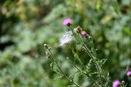 Flowering thistle (Cirsium vulgare)の写真素材