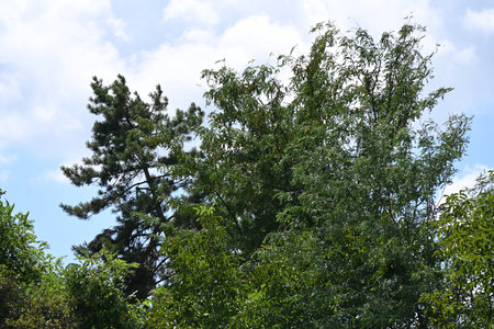 Trees in the park on a background of blue sky with cloudsの写真素材