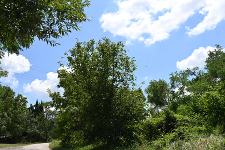Green trees and blue sky with white clouds in the park. Nature background.の写真素材