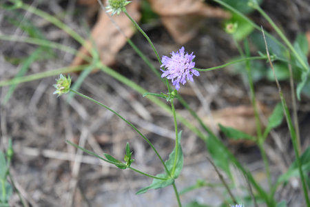 purple cornflowers in the garden, closeup of photoの写真素材