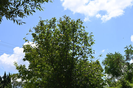 Green leaves against the blue sky and white clouds in the park.の写真素材