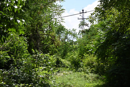 Power line in the forest with green grass and blue sky background.の写真素材
