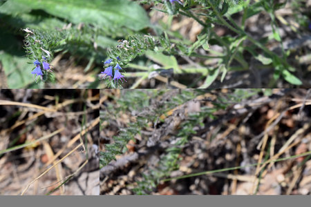 purple flowers on the background of the forest, close-upの写真素材