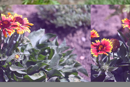 Garden flowers in different shades of yellow and red in a collageの写真素材