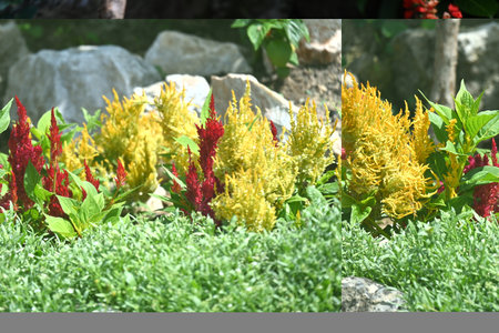 Celosia argentea,Gran Canaria,Spainの写真素材