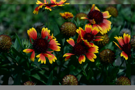 Red and yellow flowers of Gaillardia pulchella in the gardenの写真素材