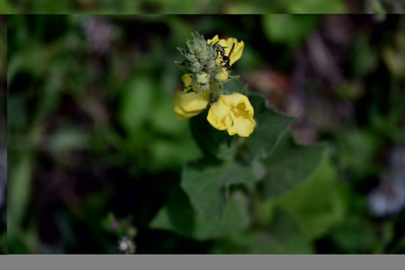 A closeup shot of a yellow mullein bloom with a blurred backgroundの写真素材