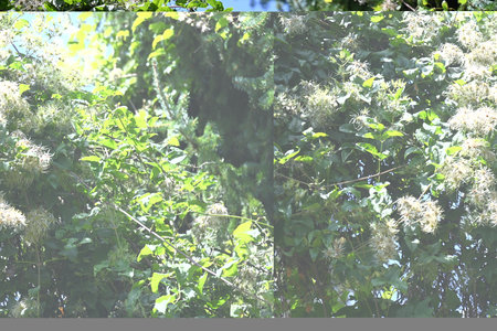 Collage of white flowers on the branches of a tree in summerの写真素材