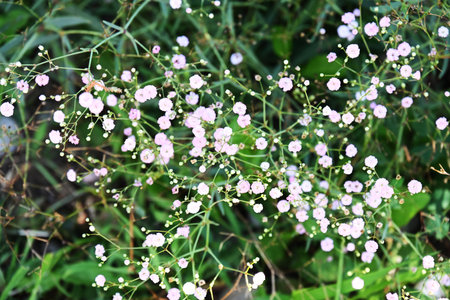 Flowering gypsophila, Gypsophila paniculataの写真素材