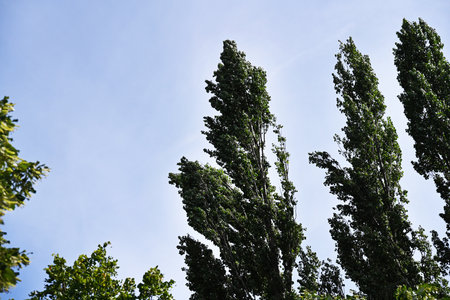 Poplar trees against the blue sky with white clouds. View from below.の写真素材