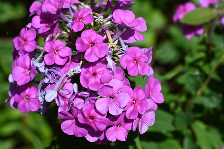 Phlox paniculata, commonly known as garden phloxの写真素材