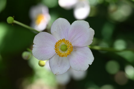 Japanese anemone, Anemone japonica, in bloomの写真素材