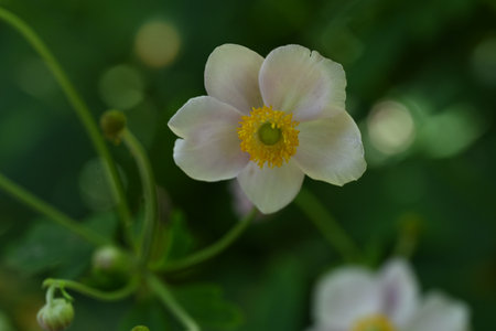 Anemone japonica, Japanese anemone, Japanese anemoneの写真素材