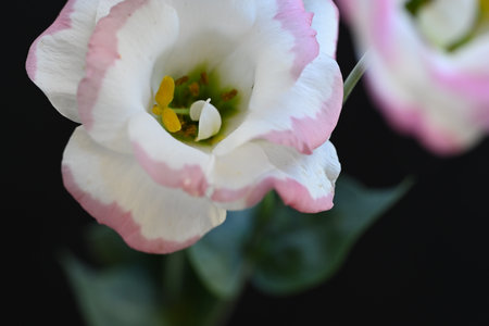 Beautiful white and pink tulips on black background, closeupの写真素材
