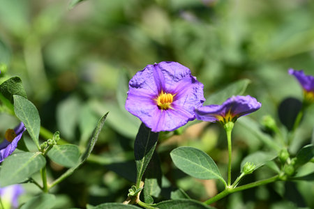 purple flower in the garden with nature background. soft focus.の写真素材