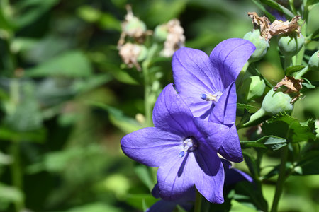 Platycodon grandiflorus flower in the gardenの写真素材