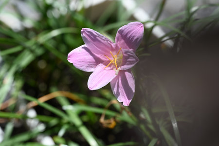 pink crocus in the meadow, closeup of photoの写真素材