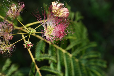 Albizia julibrissin, also known as silk tree, silk tree, silk tree, silk tree or silk tree.の写真素材