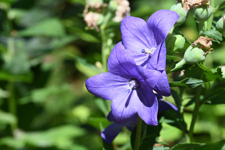 Platycodon grandiflorus flower in the gardenの写真素材
