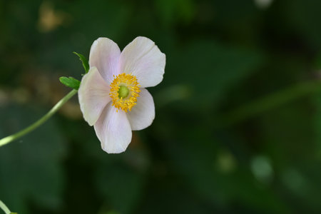 Anemone japonica (Japanese anemone) in bloomの写真素材